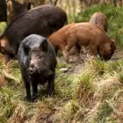 Foto Autorizaţia de mediu, obligatorie pentru persoanele fizice şi juridice care capturează animale din  fauna sălbatică