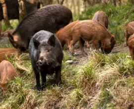 Foto Autorizaţia de mediu, obligatorie pentru persoanele fizice şi juridice care capturează animale din  fauna sălbatică
