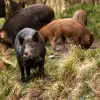 Imagine Autorizaţia de mediu, obligatorie pentru persoanele fizice şi juridice care capturează animale din  fauna sălbatică