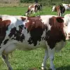 Imagine Opt crescători de bovine, din judeţul Olt, vor primi în aceste zile banii pentru susţinerea activităţii