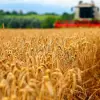 Imagine 31 mai, termenul pentru depunerea cererilor pentru plata pe suprafaţă