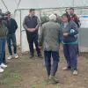 Imagine FOTO&VIDEO. Petre Daea vizită fulger la Izbiceni. Controlul, după o sesizare că se folosesc substanţe interzise pentru a se grăbi coacerea tomatelor