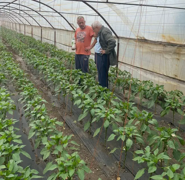 Foto FOTO&VIDEO. Petre Daea vizită fulger la Izbiceni. Controlul, după o sesizare că se folosesc substanţe interzise pentru a se grăbi coacerea tomatelor