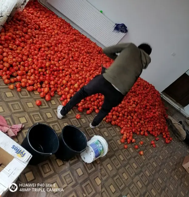 Foto FOTO&VIDEO. Petre Daea vizită fulger la Izbiceni. Controlul, după o sesizare că se folosesc substanţe interzise pentru a se grăbi coacerea tomatelor