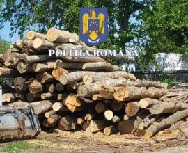 Foto Amenzi şi confiscare a materialului lemnos, în urma unei acţiuni desfăşurate în Olt. 50.000 de lei, amenda aplicată unei societăţi din Tufeni