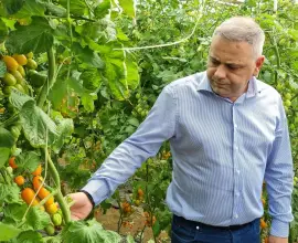 Foto Ministrul Agriculturii Florin Barbu, vizită în bazinul legumicol din judeţul Olt