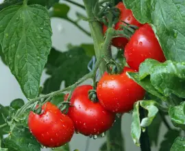 Foto A fost aprobat programul de susținere a producției de legume în spații protejate pentru perioada de extrasezon, toamnă-iarnă 2023-2024