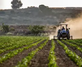 Foto A fost aprobată Hotărârea pentru acordarea sprijinului de urgență pentru fermierii din sectorul vegetal