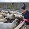 Imagine Povestea Adrianei Verdeş, tânăra din Scorniceşti care aduce în Piaţa Producătorilor Olteni de la Slatina cele mai delicioase produse lactate