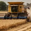 Imagine Se pot depune cereri la APIA pentru obţinerea sprijinului financiar din sectorul cerealelor