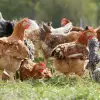 Imagine Prima fermă de pui de carne BIO din România, deschisă de Carmistin în judeţul Olt, la Leleasca
