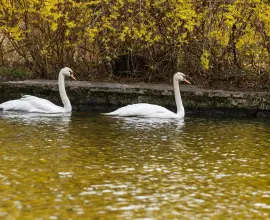 Foto Gripă aviară, depistată la mai multe lebede moarte pe o baltă din Drăghiceni. DSVSA Olt a interzis vânzarea păsărilor în târgurile din judeţ