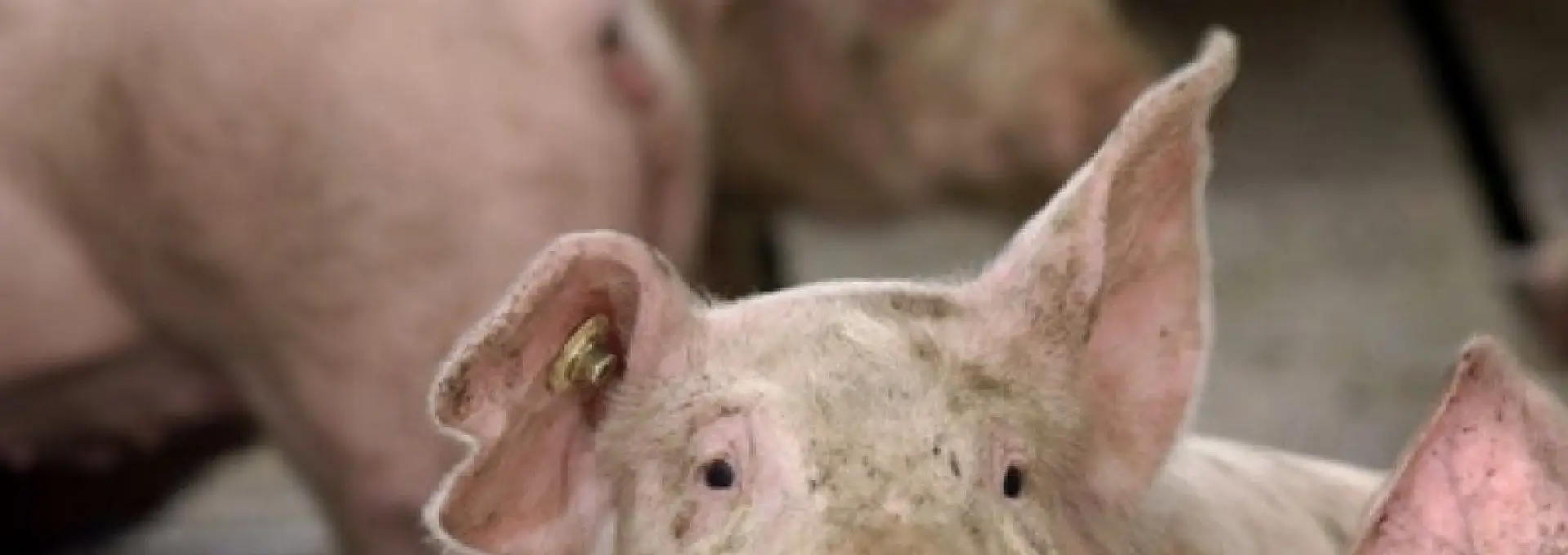 Foto Bătrân din Morunglav, lăsat fără porc în prag de Crăciun. Hoţii, prinşi după ce au vândut animalul în judeţul Vâlcea