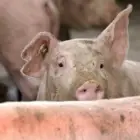 Foto Bătrân din Morunglav, lăsat fără porc în prag de Crăciun. Hoţii, prinşi după ce au vândut animalul în judeţul Vâlcea