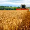 Imagine Fermierii care au beneficiat de plata pe suprafaţă pot solicita grantul direct de 100 de euro/hectar pentru culturile din sectorul vegetal