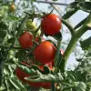 Imagine Programul Tomata şi Usturoiul. Ministrul Agriculturii, Florin Barbu: „Fermierii români primesc jumătate din bani mai devreme!”