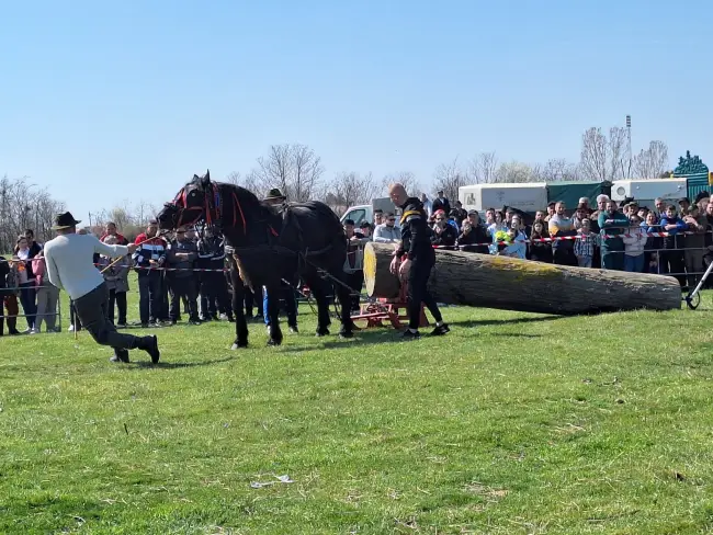 Foto Tradiţie păstrată. Sărbătoarea „Încuratul cailor de Sân’ Toader” de la Brâncoveni  a ajuns la a 13-a ediţie (FOTO)