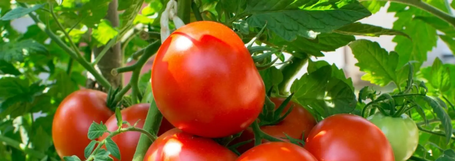 Foto 10 mai, termenul limită pentru înscrierea în Programul Tomata. Aproape 2.000 de legumicultori olteni au depus deja cererile