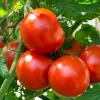 Foto 10 mai, termenul limită pentru înscrierea în Programul Tomata. Aproape 2.000 de legumicultori olteni au depus deja cererile