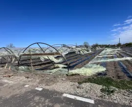 Foto Solariile legumicultorilor din Olt, distruse de vântul puternic (FOTO&VIDEO)