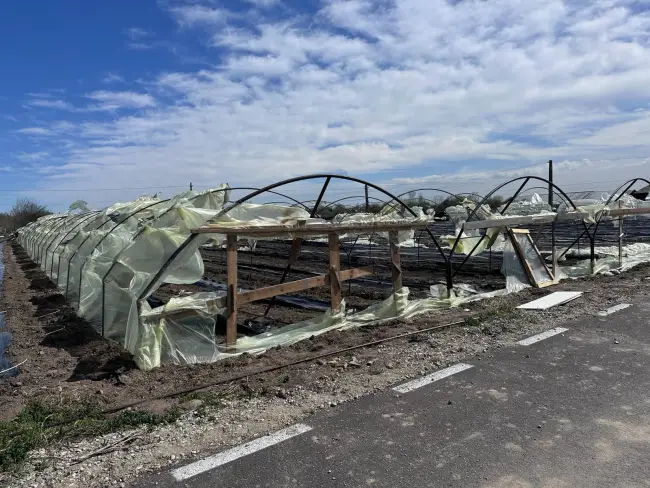 Foto Solariile legumicultorilor din Olt, distruse de vântul puternic (FOTO&VIDEO)