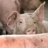 Imagine Focar de pestă porcină africană, la Negreni. Peste 11.000 de porci, ucişi