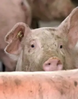 Foto Focar de pestă porcină africană, la Negreni. Peste 11. 000 porci, ucişi