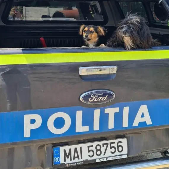 Foto O femeie din Milcov, amendată că a abandonat doi căţeluşi, pe o stradă din Slatina