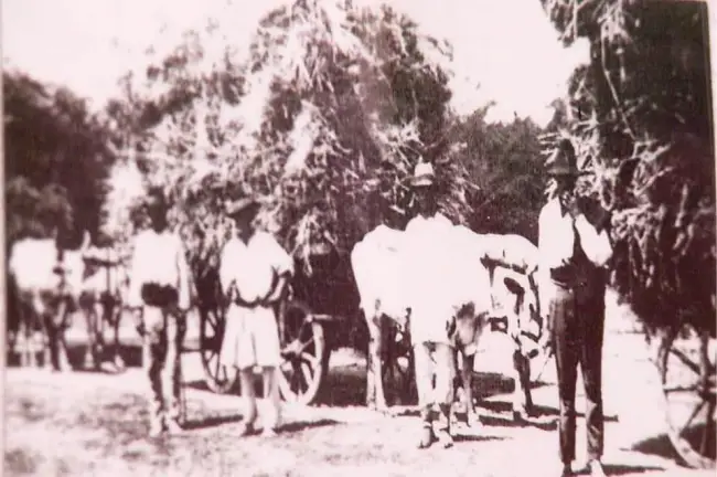 Foto Secerișul de odinioară, pe moşia unui boier din Olt: Munca agricolă de acum 100 de ani (FOTO)