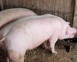 Foto Focar de pestă porcină africană, confirmat la Ștefan cel Mare