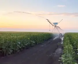 Foto Sume importante de la Guvern pentru irigații, subvenții agricole și dezvoltarea sectorului porcin și avicol