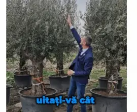 Foto Investiţie controversată, la Slatina: Primarul plantează măslini la Fântâna Speranţei şi vopseşte pavajul în albastru 