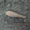 Imagine Descoperire periculoasă în județul Olt: bombă de aruncător cu focos activ, din Al Doilea Război Mondial