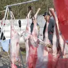 Foto Centre temporare de sacrificare a mieilor în Slatina, Balş şi Osica de Sus