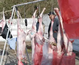 Foto Centre temporare de sacrificare a mieilor în Slatina, Balş şi Osica de Sus