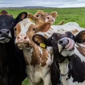 Foto O cooperativă din judeţul Olt face o fermă de bovine şi un abator cu 1,7 mil. euro, iar 90% din bani vin de la UE
