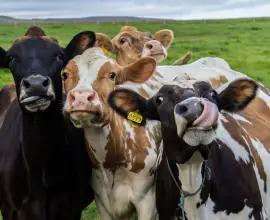 Foto O cooperativă din judeţul Olt face o fermă de bovine şi un abator cu 1,7 mil. euro, iar 90% din bani vin de la UE