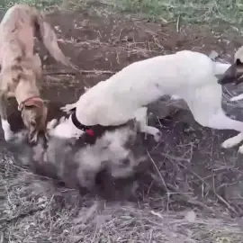 Foto Tânăr, din Băbiciu, cercetat penal după ce a asmuţit mai mulţi câini asupra altuia
