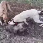Foto Tânăr, din Băbiciu, cercetat penal după ce a asmuţit mai mulţi câini asupra altuia