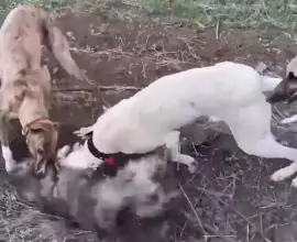 Foto Tânăr, din Băbiciu, cercetat penal după ce a asmuţit mai mulţi câini asupra altuia