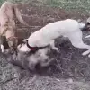 Foto Tânăr, din Băbiciu, cercetat penal după ce a asmuţit mai mulţi câini asupra altuia