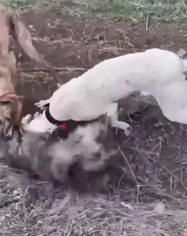 Foto Tânăr, din Băbiciu, cercetat penal după ce a asmuţit mai mulţi câini asupra altuia