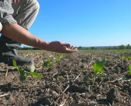 Foto Solul degradat adâncește criza apei în România: raportul „Salvează Solul” avertizează asupra unui pericol ignorat