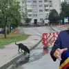 Foto Primarul De Mezzo şi gaşca sa pregătesc externalizarea serviciului de ecarisaj, o afacere care s-a dovedit păguboasă pentru Slatina