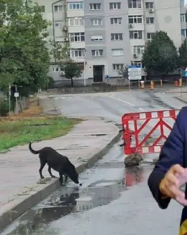 Foto Primarul De Mezzo şi gaşca sa pregătesc externalizarea serviciului de ecarisaj, o afacere care s-a dovedit păguboasă pentru Slatina