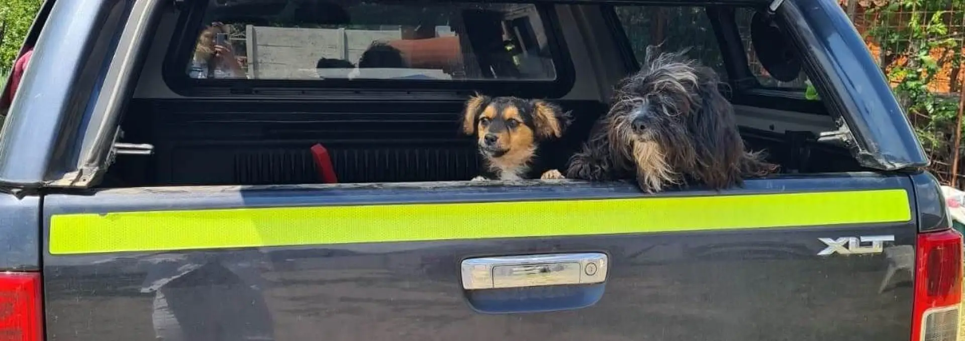 Foto Zeci de amenzi și patru dosare penale aplicate de Poliția Animalelor Olt, în urma controalelor din 2025