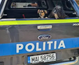 Foto Zeci de amenzi și patru dosare penale aplicate de Poliția Animalelor Olt, în urma controalelor din 2025