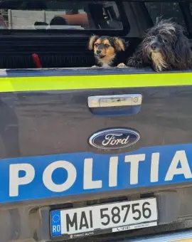 Foto Zeci de amenzi și patru dosare penale aplicate de Poliția Animalelor Olt, în urma controalelor din 2025