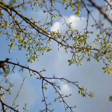 Foto Meteorologii au prelungit informarea de răcire a vremii, precipitaţii şi vânt, până pe 17 mai