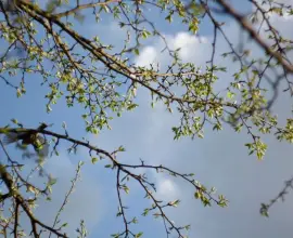 Foto Meteorologii au prelungit informarea de răcire a vremii, precipitaţii şi vânt, până pe 17 mai